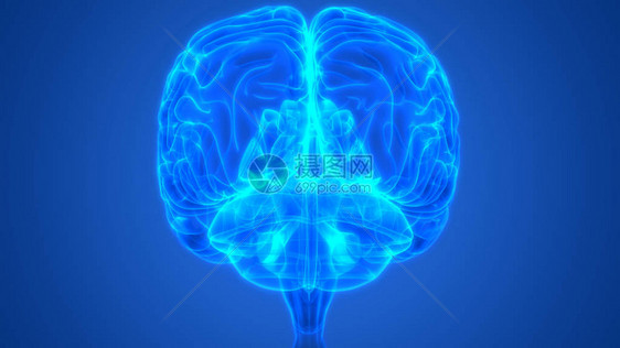 3D人类神经系统中央脑解剖器官插图片