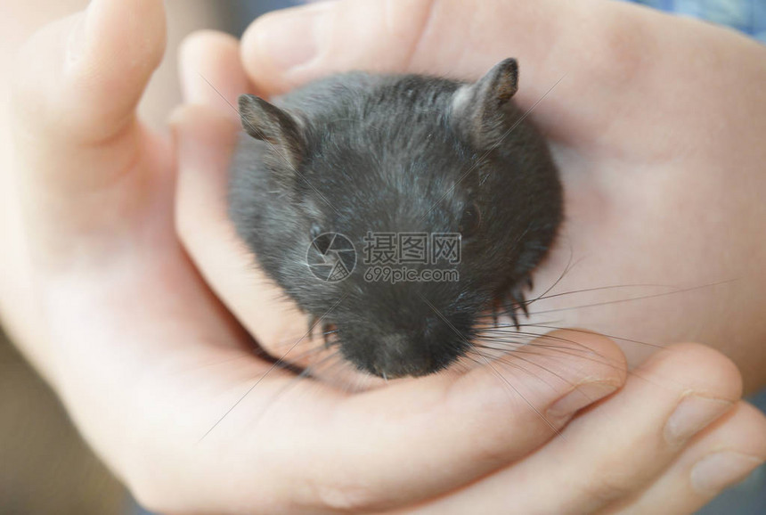 一个白人孩子抱着一只可爱的小黑老鼠老鼠抚摸宠物护理和他的宠物玩耍的特写镜头鼠标2020图片