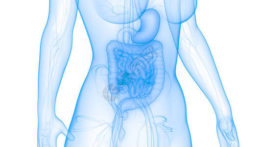 3D人体内部器官消化图片