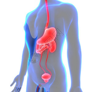 3D人体内部器官消化图片