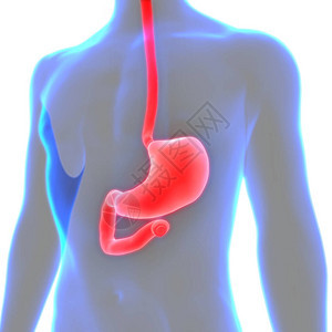 3D人体内部器官消化图片