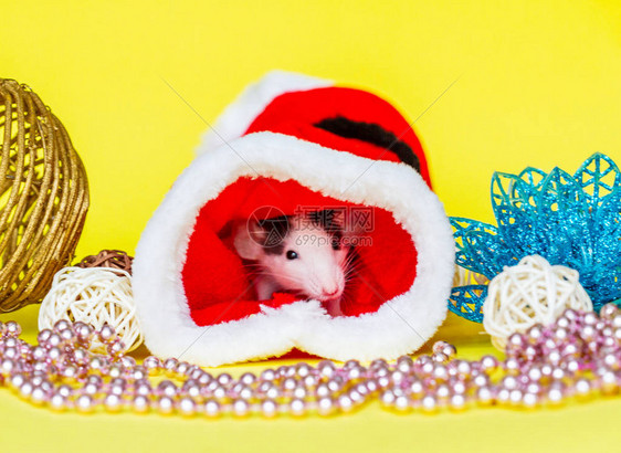 小灰鼠红的帽子圣诞成份一年的象图片