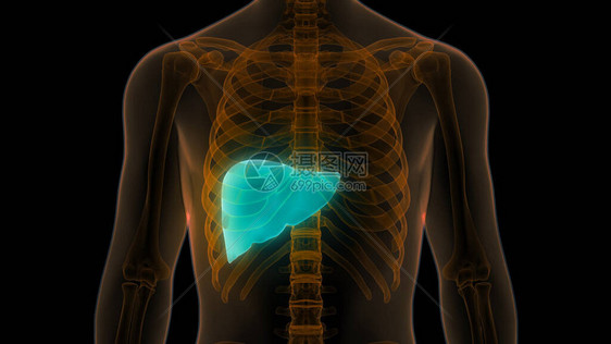 人类内部消化器官活图片