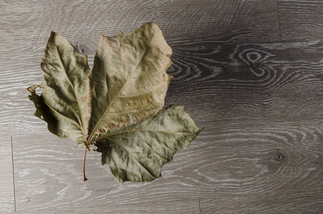 一片干枯的木叶落到一个老旧的木表面在背景图片