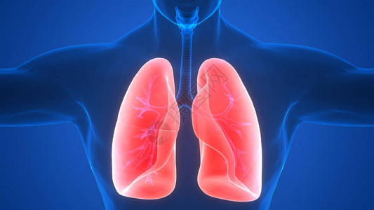 人体呼吸系统肺部解剖3图片