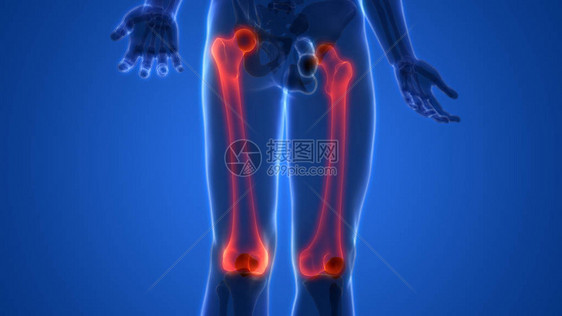 3D人类骨骼系统骨骼联图片
