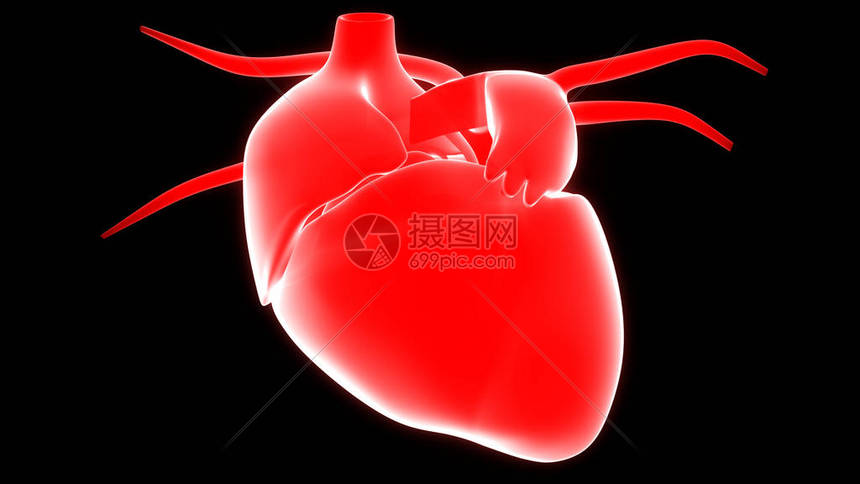 人类心脏解剖3高清图片下载-正版图片507483207-摄图网