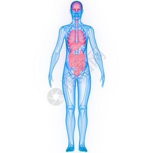 人体器官解剖学的3D插图片