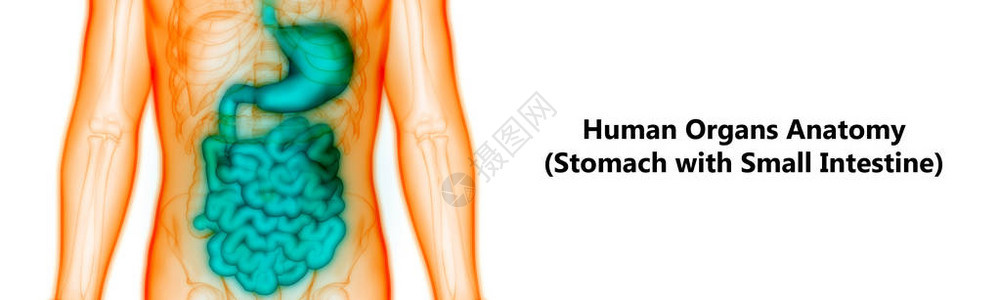 3D与小不适解剖术有关的人类消化图片