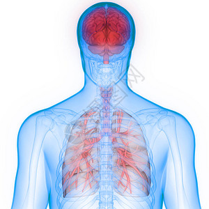 人体器官肺和脑解剖3高清图片