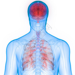 人体器官肺和脑解剖3图片