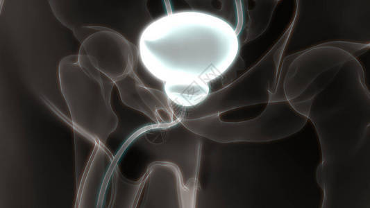 人体器官内脏布拉德解剖学3图片