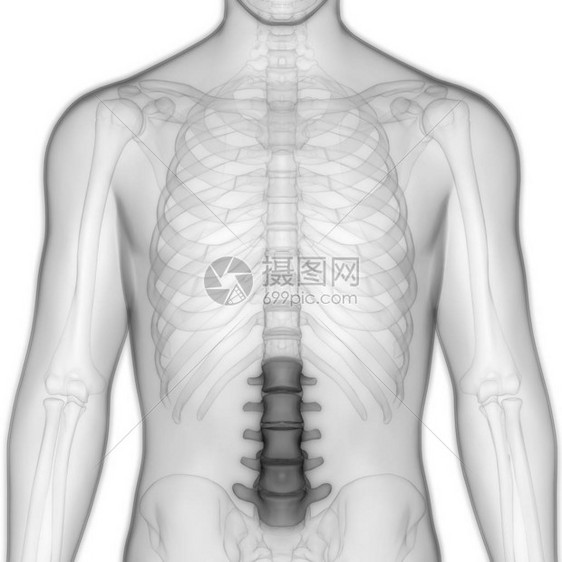 人类骨骼解剖Lumbar脊椎的一部分3图片