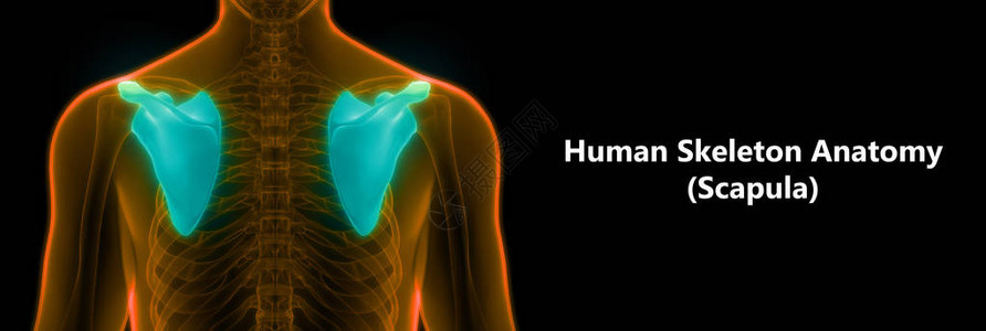 人体骨骼系统肩胛骨关节后视图解剖3图片