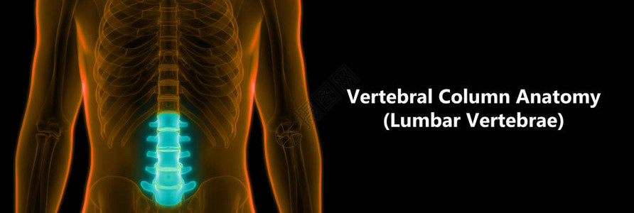 人类骨骼解剖Lumbar脊椎的一部分3图片