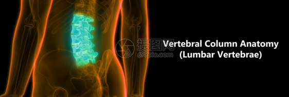 人类骨骼解剖Lumbar脊椎的一部分3图片