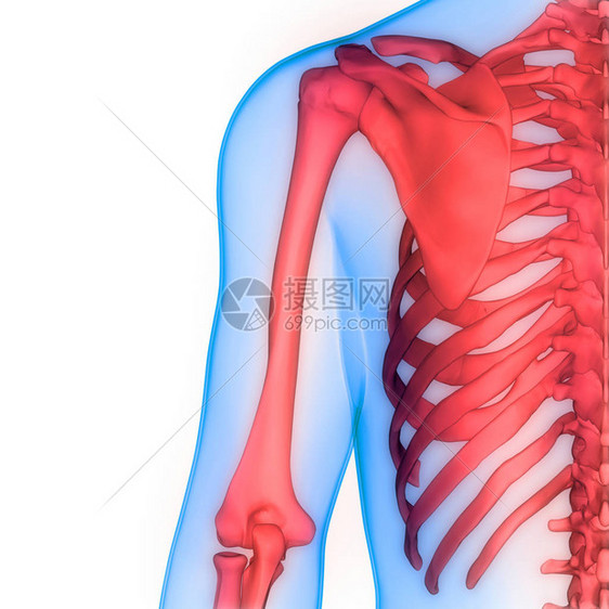 人体骨骼系统骨关节解剖学3D图片