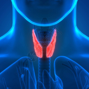 人体基因干地甲状腺体图片