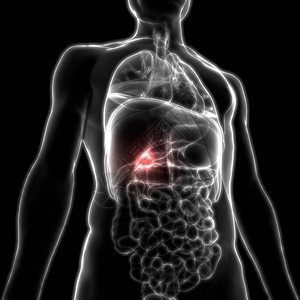 人体内消化器官胆囊解剖学3D图片