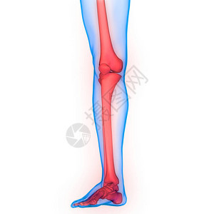 人类骨骼系统脚图片