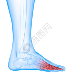 人类骨骼系统脚图片