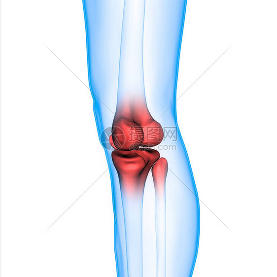 人体骨骼系统骨关节解剖学3D图片