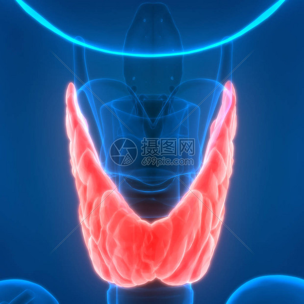 揭秘甲状腺是干什么的，吃瓜网友的科学小课堂