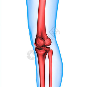 人体骨骼系统骨关节解剖学3D图片