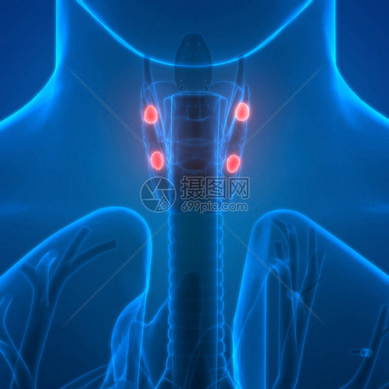 人体腺甲状旁腺解剖3D图片