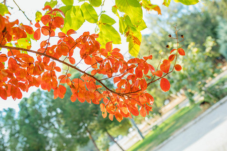 五颜六色的红色橙色秋叶秋天的背景图片红图片