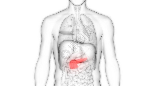 人体内消化器官胰腺解剖3图片