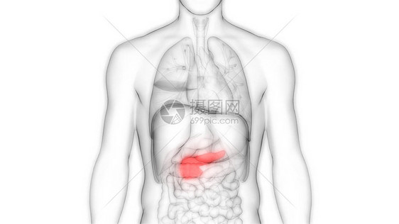 人体内消化器官胰腺解剖3图片