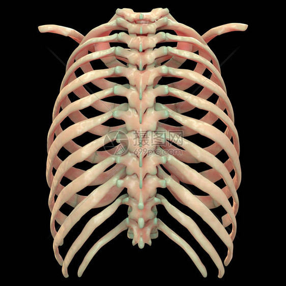 人体骨质联合疼痛解剖Ribs3图片