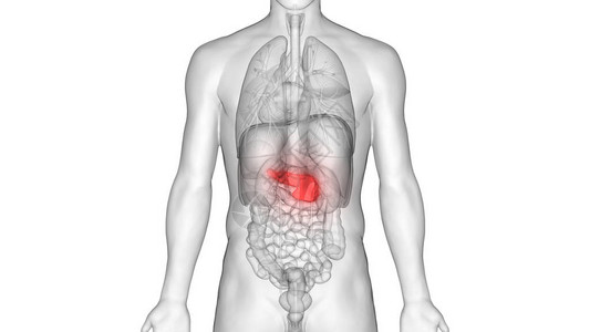 人体内消化器官胰腺解剖3图片