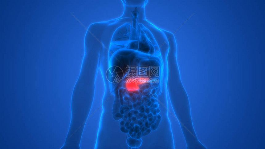 人体内消化器官胰腺解剖3图片
