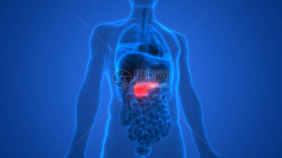 人体内消化器官胰腺解剖3图片