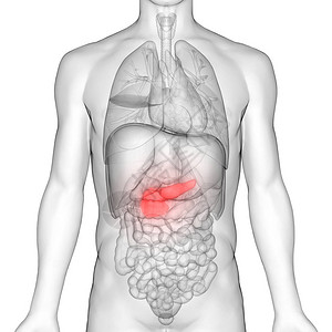 人体内消化器官胰腺解剖3图片