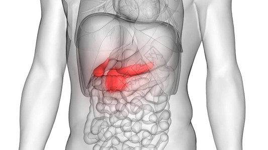 人体内消化器官胰腺解剖3图片