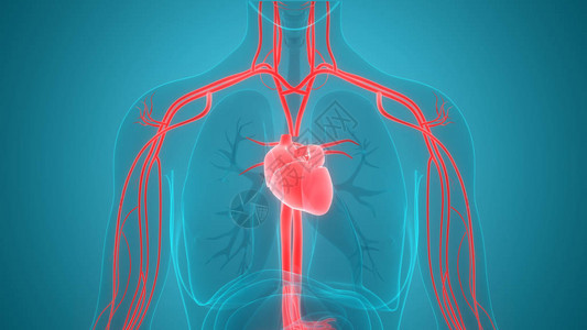 人类循环系统心脏图片