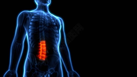 人类骨骼解剖Lumbar脊椎的一部分3图片