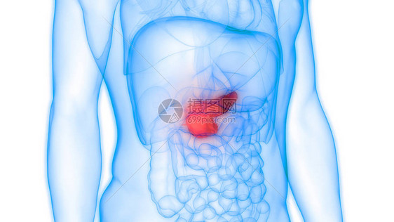 人体内消化器官胰腺解剖3图片