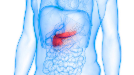 人体内消化器官胰腺解剖3图片
