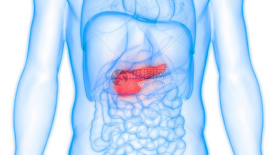 人体内消化器官胰腺解剖3图片