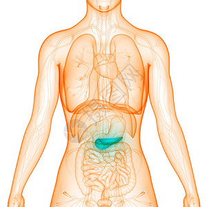 人体内消化器官胰腺解剖3图片