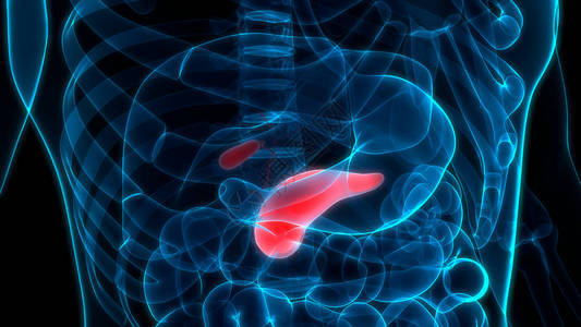 人体内消化器官胰腺解剖3图片