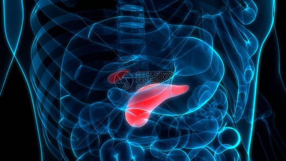 人体内消化器官胰腺解剖3图片