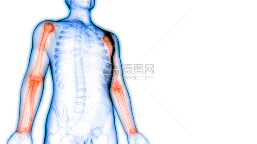3D人类骨骼系统骨手结交高清图片下载-正版图片507485197-摄图网