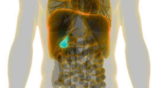 人体内消化器官胆囊解剖学3D图片