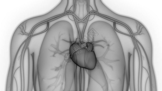 人类循环系统心脏图片