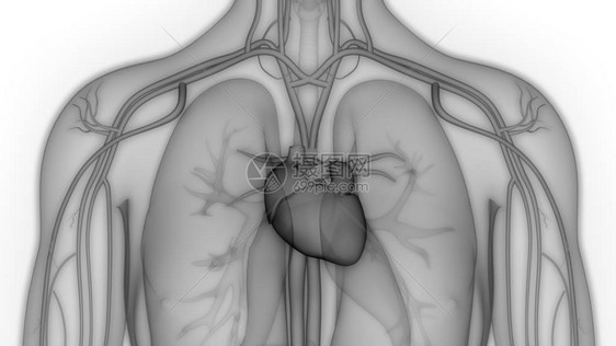 人类循环系统心脏图片
